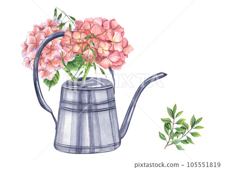 Pink garden hydrangea with green herbs in metallic shiny watering can. Blooming fresh Hortensia. Watercolor illustration isolated on white background. For the design of booklets, flyers 105551819