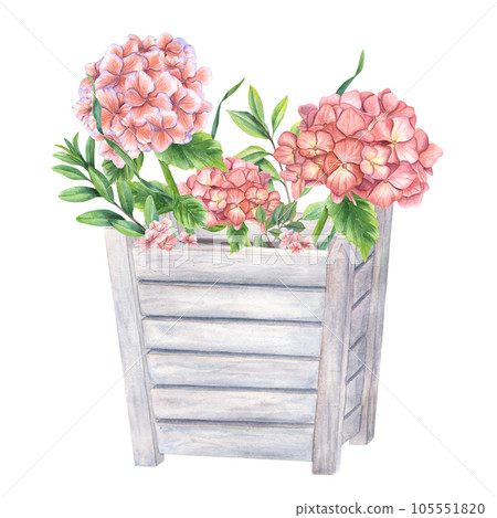 Blooming pink Hortensia and green plants in wooden flower pots. Garden Hydrangeas branches. Watercolor illustration isolated on white background. Composition for urban garden, houseplant Blooming pink Hortensia and green plants in wooden flower pots. Garden Hydrangeas branches. Watercolor illustration isolated on white background. Composition for urban garden, houseplant 105551820