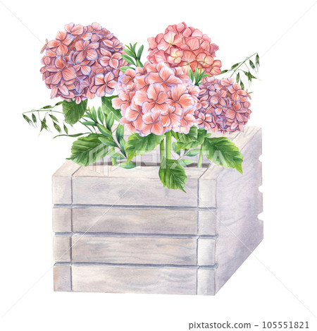 Lush blooming pink hydrangeas and green plants in wooden flower pots. Garden Hydrangeas branches. Watercolor illustration isolated on white background. Composition for urban garden, houseplant 105551821