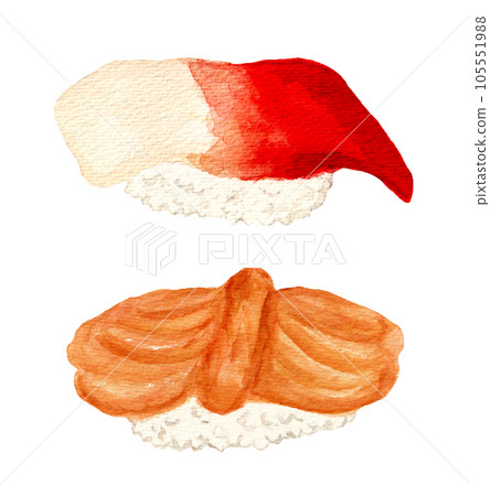 Hand drawn watercolor surf clam and ark shell sushi illustration 105551988