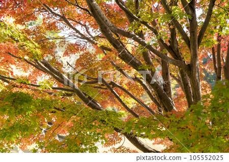 Autumn leaves trees 105552025