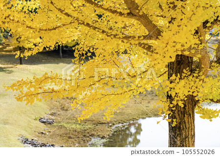Ginkgo shining golden color 105552026