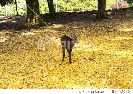Fallen leaves of ginkgo and deer Fallen leaves of ginkgo and deer 105552030
