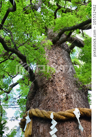 新熊野神社景向大隅(京都市東山區) 新熊野神社景向大隅(京都市東山區) 105552482