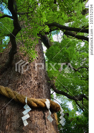 Shin Kumano Shrine Kagemuki Ookusumi (Higashiyama Ward, Kyoto City) 105552594