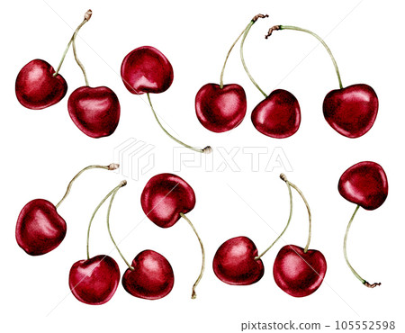 cherry fruits collection realistic botanical watercolor illustration: whole sweet sour ripe juicy set isolated clipart hand painted, fresh exotic food red green for food label design. white background 105552598