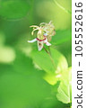 它是在綠色中綻放的大和鳳頭菊花。 105552616