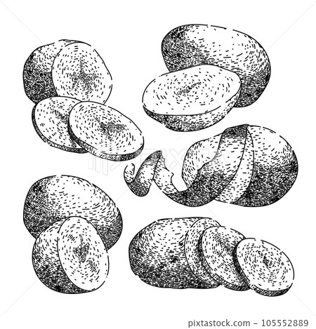 potato fresh set sketch hand drawn vector 105552889