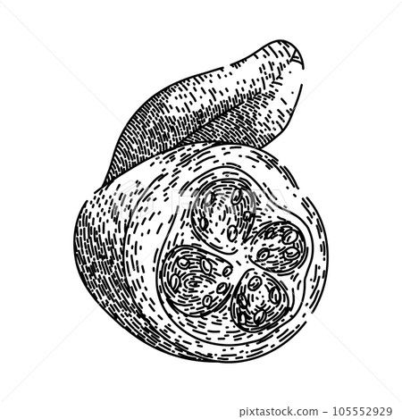 juice guava fruit sketch hand drawn vector 105552929