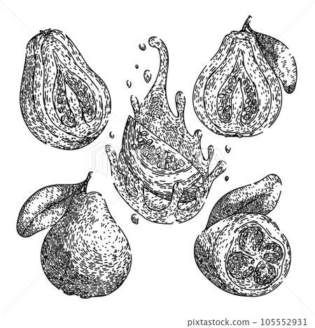 guava fruit set sketch hand drawn vector 105552931