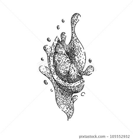 top grapefruit red sketch hand drawn vector top grapefruit red sketch hand drawn vector 105552932