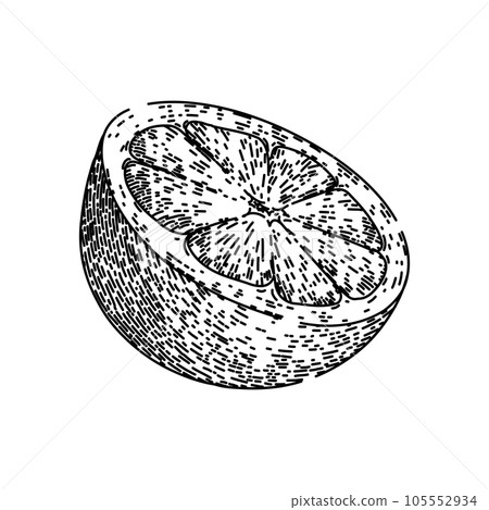 slice grapefruit red sketch hand drawn vector slice grapefruit red sketch hand drawn vector 105552934