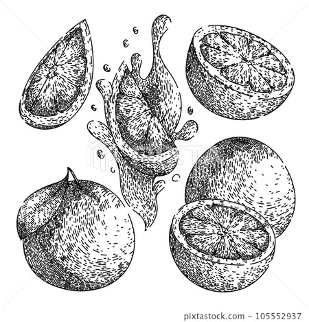 grapefruit red set sketch hand drawn vector grapefruit red set sketch hand drawn vector 105552937