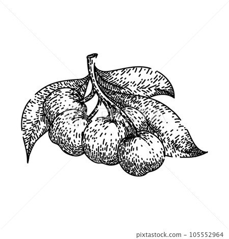 nature chokeberry aronia sketch hand drawn vector nature chokeberry aronia sketch hand drawn vector 105552964