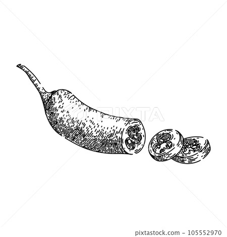 red chili pepper sketch hand drawn vector 105552970