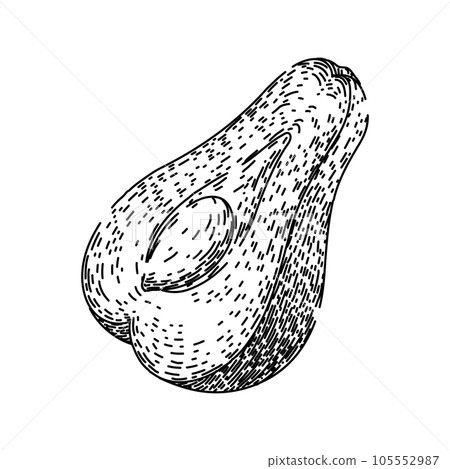 asian chayote healthy sketch hand drawn vector asian chayote healthy sketch hand drawn vector 105552987