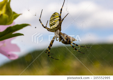 A wasp spider in a large web on a background of green grass on a sunny day. Argiope bruennichi A wasp spider in a large web on a background of green grass on a sunny day. Argiope bruennichi 105552995