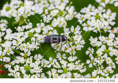 Black Fungus Gnat, Sciara thomae, on white flowers on green blurred background 105552998