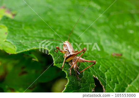 Natural closeup on a sub-adult dark bush-cricket, Pholidoptera griseoaptera sitting on a green leaf 105553000