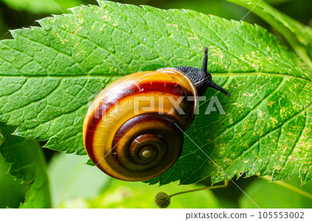 Oxychilus alliarius , commonly known as the garlic snail or garlic glass-snail Oxychilus alliarius , commonly known as the garlic snail or garlic glass-snail 105553002