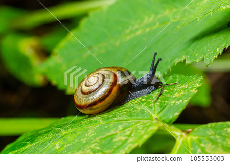 Oxychilus alliarius , commonly known as the garlic snail or garlic glass-snail Oxychilus alliarius , commonly known as the garlic snail or garlic glass-snail 105553003