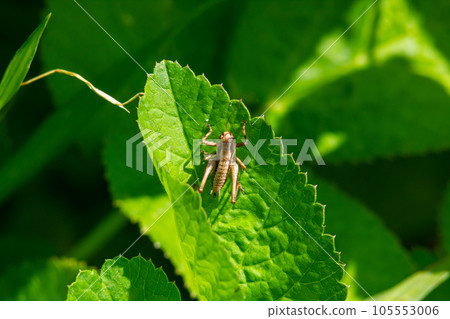 Natural closeup on a sub-adult dark bush-cricket, Pholidoptera griseoaptera sitting on a green leaf 105553006