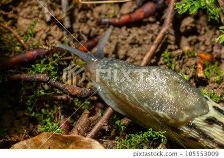 Limax maximus - leopard slug crawling on the ground among the leaves and leaves a trail Limax maximus - leopard slug crawling on the ground among the leaves and leaves a trail 105553009