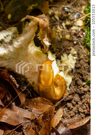 Slug, Dusky Arion, Arion subfuscus, Terrestrial Snail eating a mushroom in the forest Slug, Dusky Arion, Arion subfuscus, Terrestrial Snail eating a mushroom in the forest 105553015