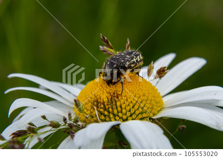 White spotted rose beetle 105553020