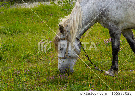 A beautiful white grey horse stays calm grazing on green grass field or pasture, its ears up and head down. Rural landscape background 105553022