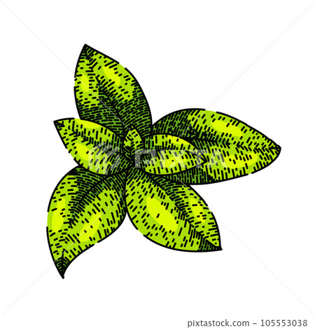 herbal thyme leaf sketch hand drawn vector 105553038