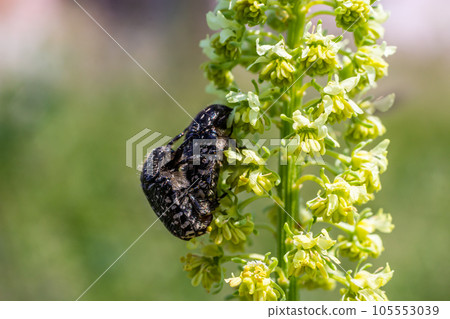White spotted rose beetle 105553039