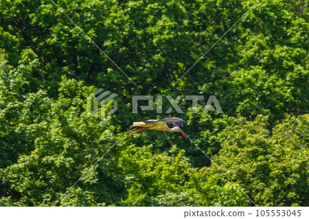 White stork, Ciconia ciconia bird is hunting on grassy swamp White stork, Ciconia ciconia bird is hunting on grassy swamp 105553045