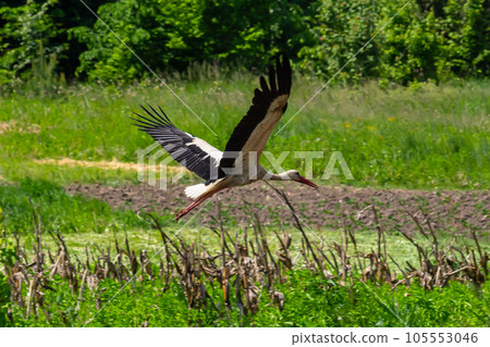 White stork, Ciconia ciconia bird is hunting on grassy swamp White stork, Ciconia ciconia bird is hunting on grassy swamp 105553046