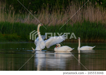 The mute swan Cygnus olor on the water of a small river. A beautiful white bird 105553048