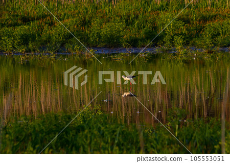 Cute Long legged bird. Colorful Nature background Black winged Stilt Himantopus himantopus 105553051