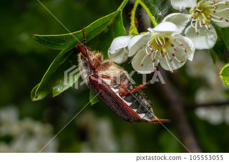 The crunch of the melolontha melolontha insect on a tree branch. Animal wildlife background The crunch of the melolontha melolontha insect on a tree branch. Animal wildlife background 105553055
