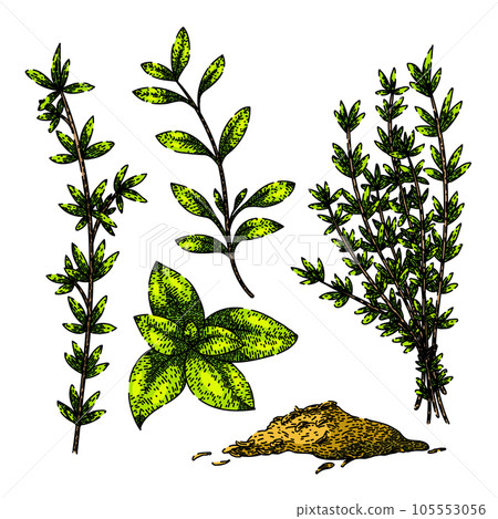thyme leaf set sketch hand drawn vector thyme leaf set sketch hand drawn vector 105553056