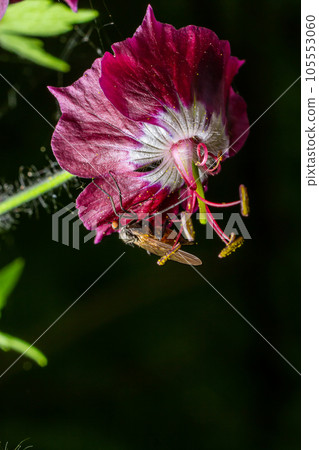 Empis tesselata Dance Fly on a plant 105553060