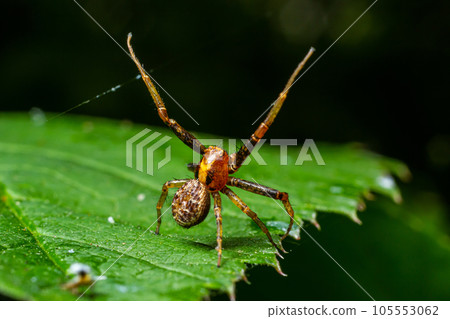 Xysticus spider is on a green leaf. Natural environment, sunny summer day Xysticus spider is on a green leaf. Natural environment, sunny summer day 105553062