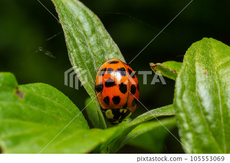 Closeup on the colorful seven-spot ladybird, Coccinella septempunctata on a green leaf in the garden 105553069
