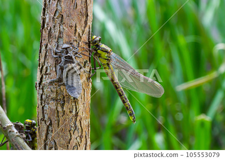 Larval dragonfly grey shell. Nymphal exuvia of Gomphus vulgatissimus. White filaments hanging out of exuvia are linings of tracheae. Exuviae, dried outer casing on blade of grass Larval dragonfly grey shell. Nymphal exuvia of Gomphus vulgatissimus. White filaments hanging out of exuvia are linings of tracheae. Exuviae, dried outer casing on blade of grass 105553079