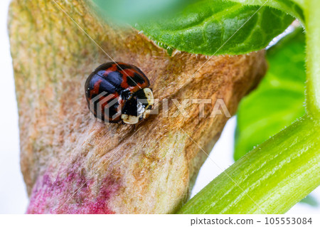 Asian ladybird beetle Namitento, Harmonia axyridis with orange spots on black sitting in the forest green leaves Sunny outdoor close up macro photograph 105553084