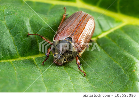 The crunch of the melolontha melolontha insect on a tree branch. Animal wildlife background 105553086