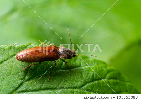 Closeup on a brown hairy clicking beetle, Athous haemorrhoidalis, sitting on a green leaf in the forrest 105553088