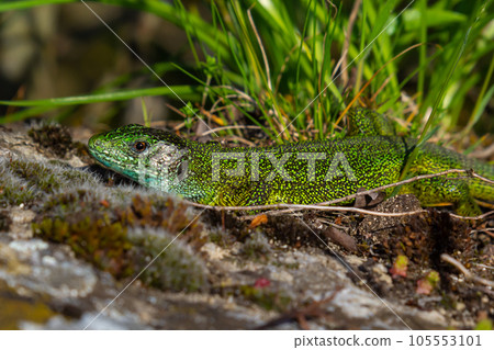 European green lizard Lacerta viridis emerging from the grass exposing its beautiful colors European green lizard Lacerta viridis emerging from the grass exposing its beautiful colors 105553101
