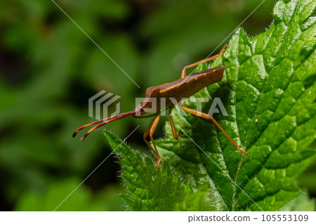 A closeup shot of a brown forest bug or red-legged shieldbug on a green leaf, Pentatoma rufipes A closeup shot of a brown forest bug or red-legged shieldbug on a green leaf, Pentatoma rufipes 105553109