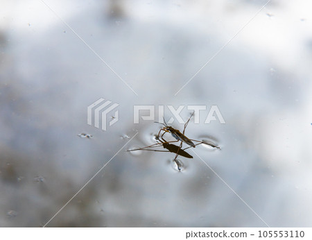 Insect Gerris lacustris, known as common pond skater or common water strider is a species of water strider, found in Europe have ability to move quickly on the water surface and have hydrophobic legs 105553110