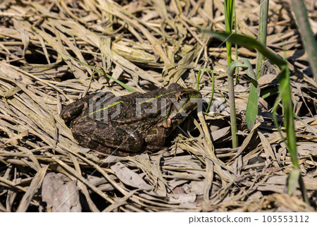 Frog Rana ridibunda pelophylax ridibundus sits on stones on the shore of garden pond. Blurred background. Selective focus. Spring landscaped garden. Natural habitat. Nature concept for design Frog Rana ridibunda pelophylax ridibundus sits on stones on the shore of garden pond. Blurred background. Selective focus. Spring landscaped garden. Natural habitat. Nature concept for design 105553112