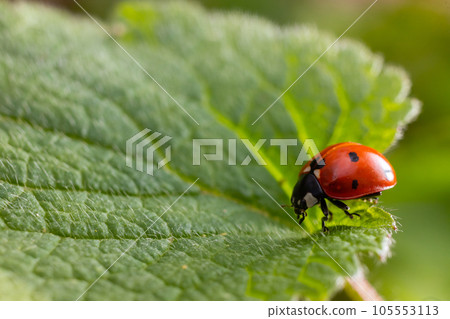 Closeup on the colorful seven-spot ladybird, Coccinella septempunctata on a green leaf in the garden Closeup on the colorful seven-spot ladybird, Coccinella septempunctata on a green leaf in the garden 105553113